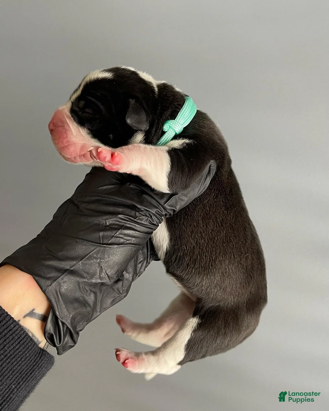 Cane Corso dogs for sale: Female Sentinel Soul’s Black Prada *Black & White North American Mastiff* - Ad 2