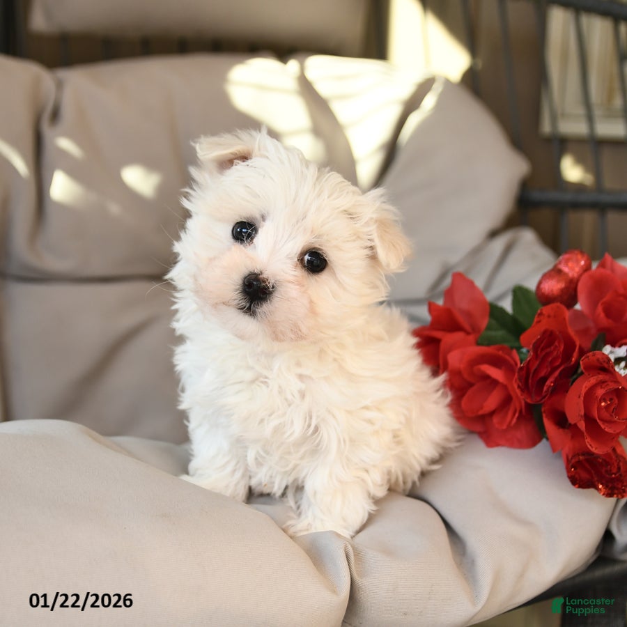 Mixed Breed dogs for sale: Leo - Ad 3