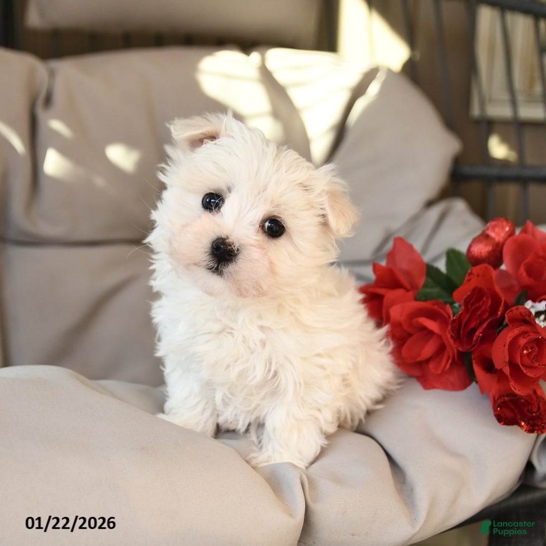 Mixed Breed dogs for sale: Leo - Ad 1