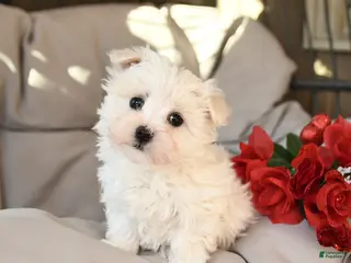 Mixed Breed dogs Leo - Ad 31