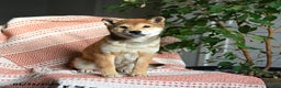 Shiba Inu dogs for sale: Apollo - Ad 1