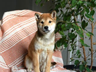 Shiba Inu dogs Apollo - Ad 3