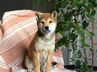 Shiba Inu dogs Apollo - Ad 39