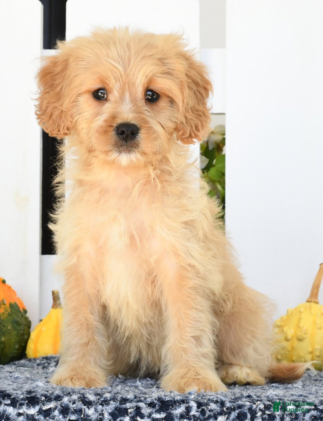 Cavapoo dogs for sale: Shelly - Ad 5