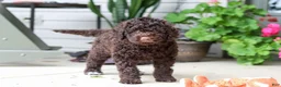 Portuguese Water Dog dogs for sale: Polly - Ad 5