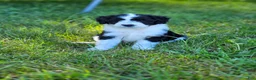 Bordoodle dogs for sale: W.C. - Ad 5