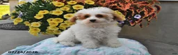Miniature Poodle dogs for sale: Star - Ad 1