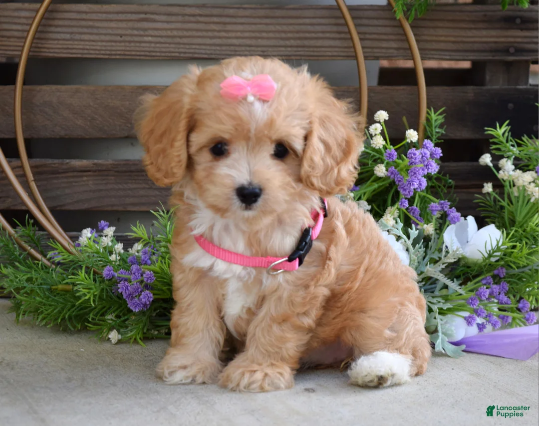 Maltipoo dogs for sale: Harmony  - Ad 2