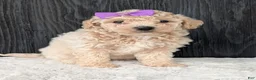 Bichpoo dogs for sale: Lyla - Ad 10