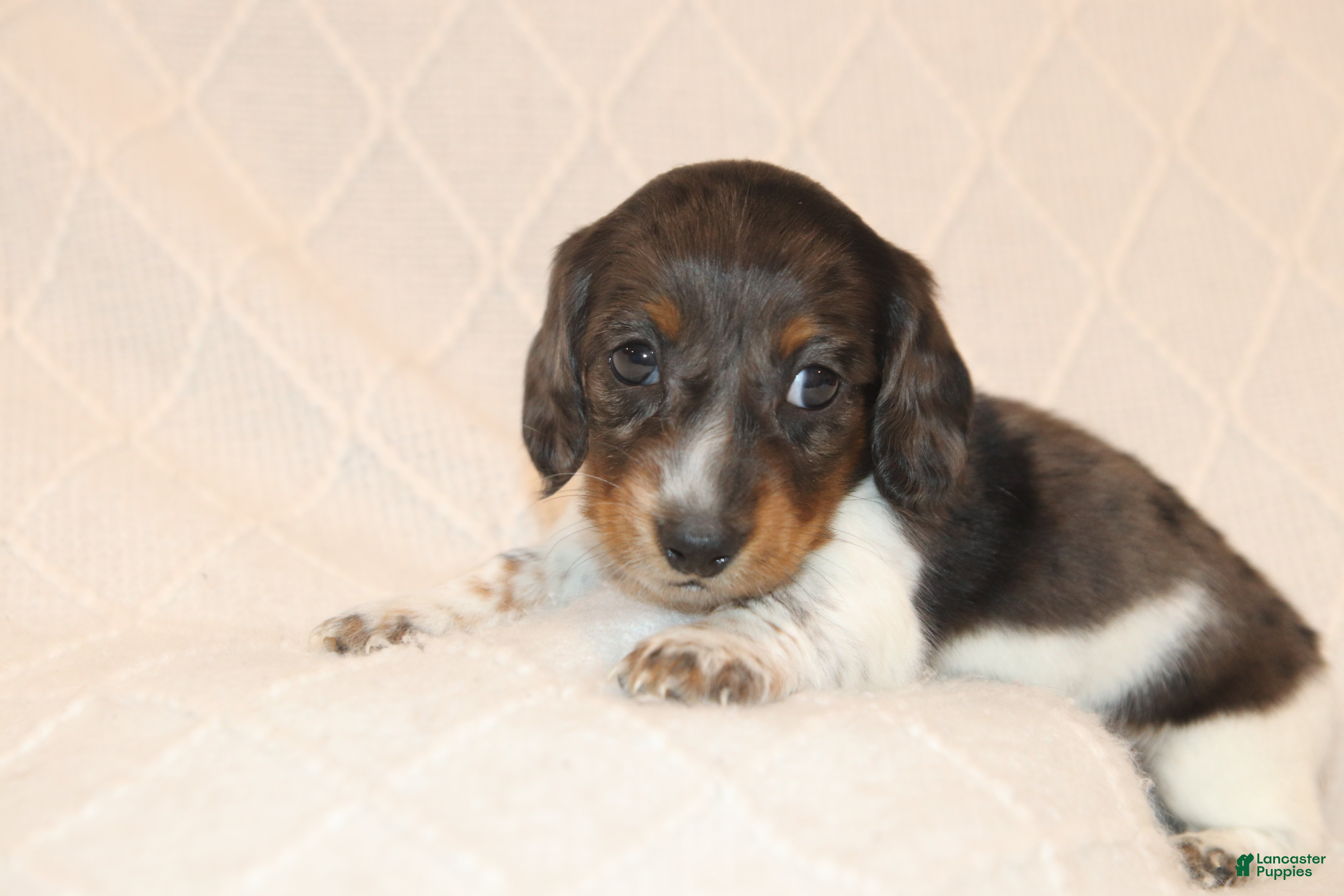 Miniature Dachshund dogs Milo - Ad 2