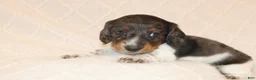 Miniature Dachshund dogs for sale: Milo - Ad 4