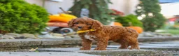 Cavapoo dogs for sale: Benji - Ad 9