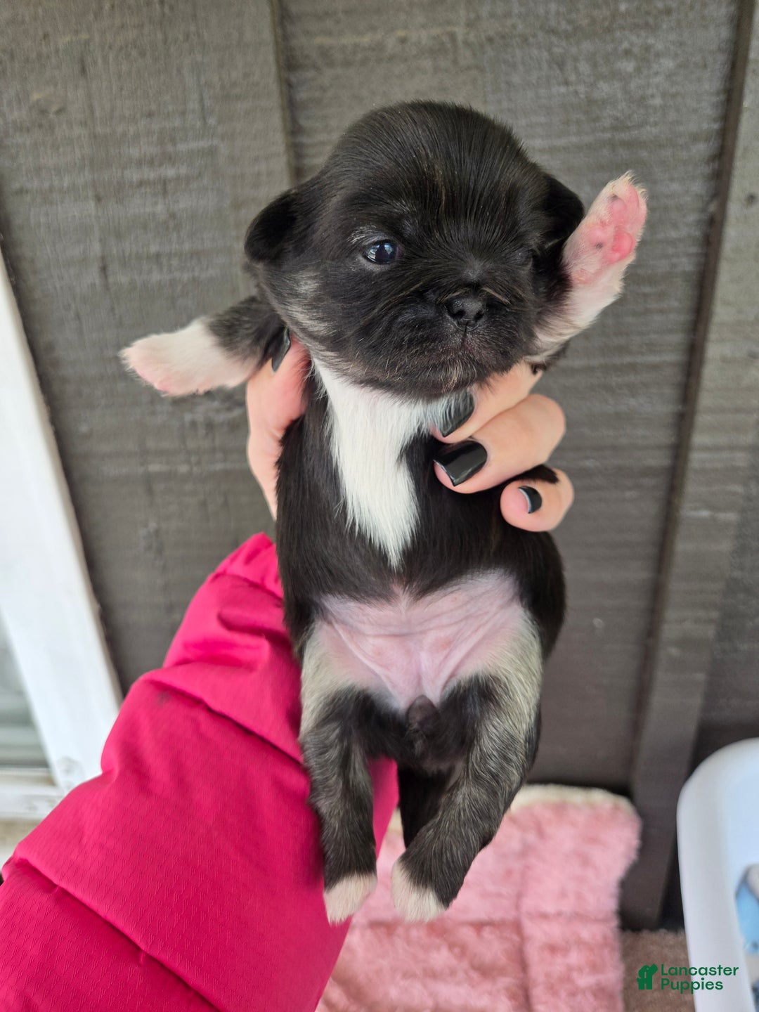 Pekingese dogs for sale: Enid - Ad 2