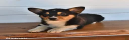 Welsh Corgi Pembroke dogs for sale: Honey - Ad 5
