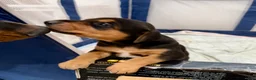 Mixed Breed dogs for sale: Mixed Breed Puppy 2 - Ad 5