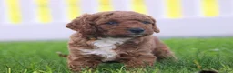 Miniature Labradoodle dogs for sale: Chester - Ad 3