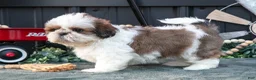 Shih Tzu dogs for sale: Cutie - Ad 2