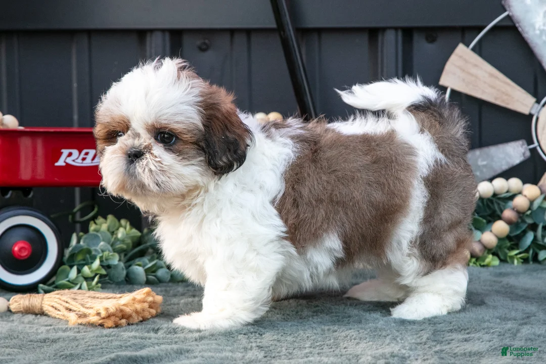 Shih Tzu dogs for sale: Cutie - Ad 2