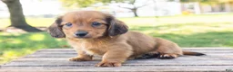 Miniature Dachshund dogs for sale: Peanut - Ad 10