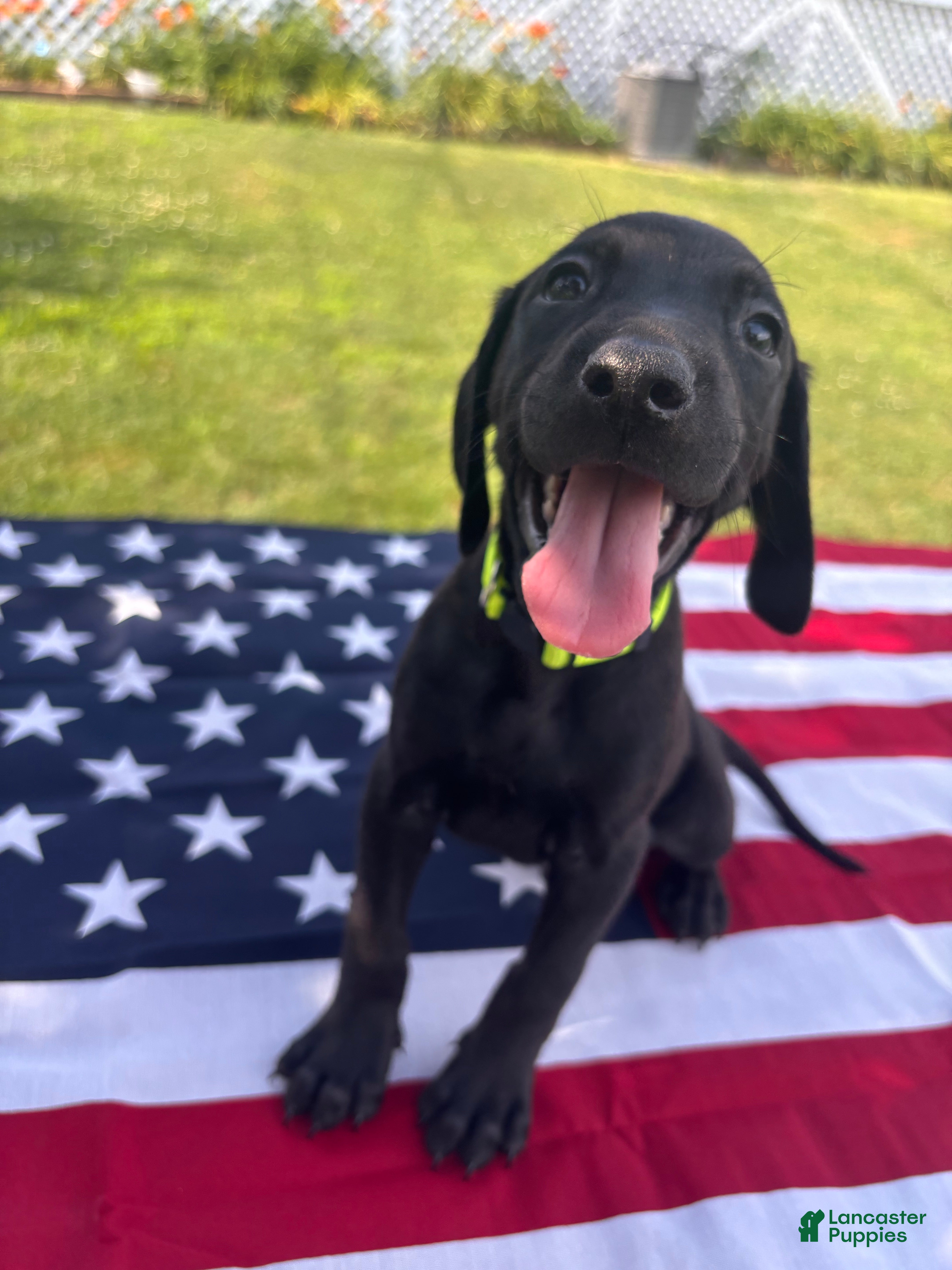 Mixed Breed dogs for sale: Ralph - Ad 3