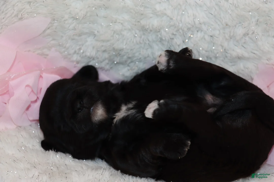 Shihpoo dogs for sale: Carry - Ad 4