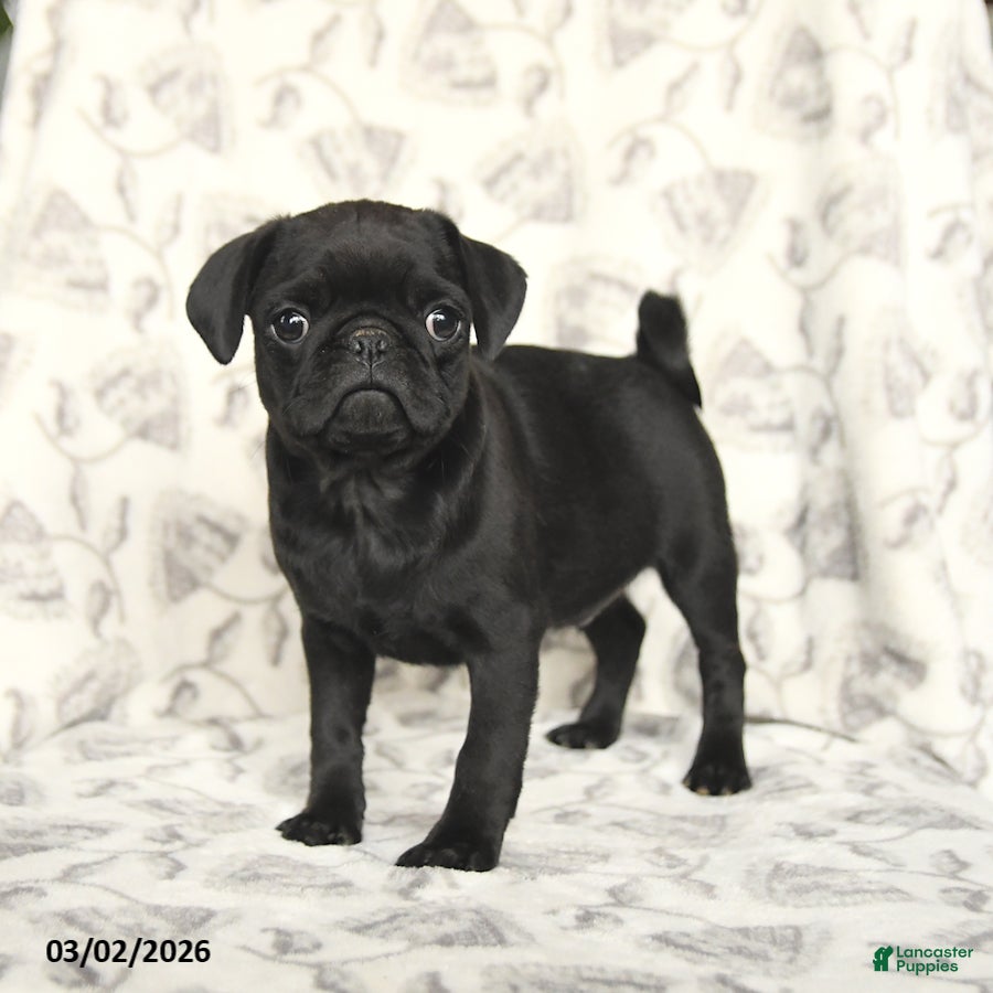 Pug dogs Rocky - Ad 1