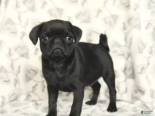 Pug dogs for sale: Rocky - Ad 2