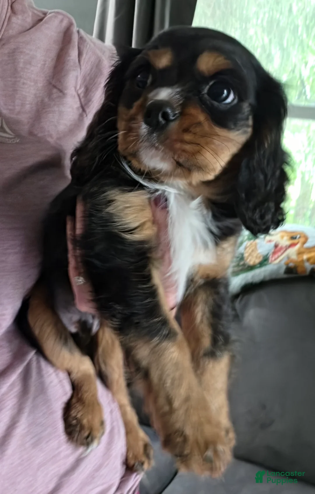 Cavalier King Charles Spaniel dogs for sale: Guinness  - Ad 1