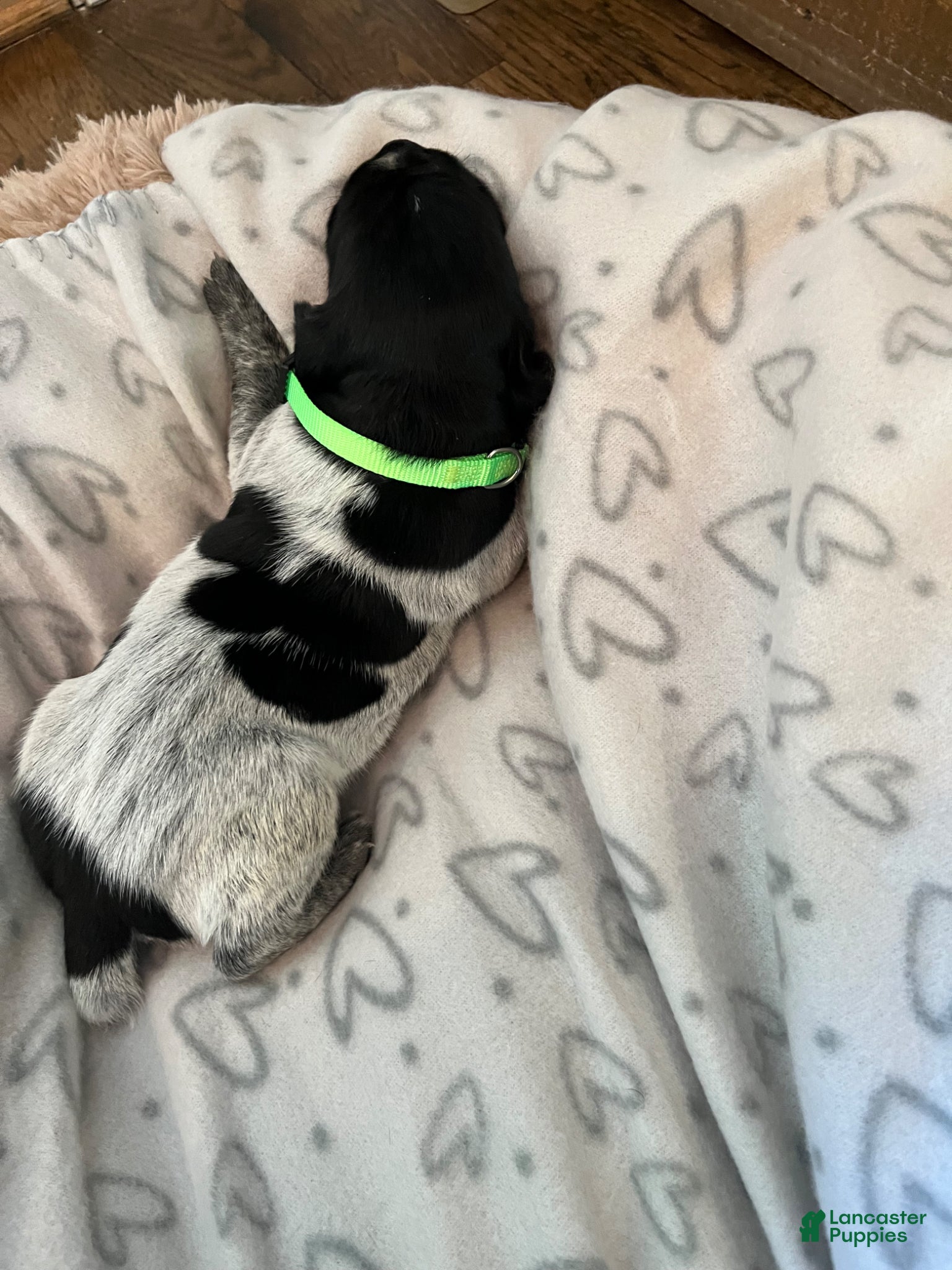 German Shorthaired Pointer dogs German Shorthaired Pointer Puppy 1 - Ad 1