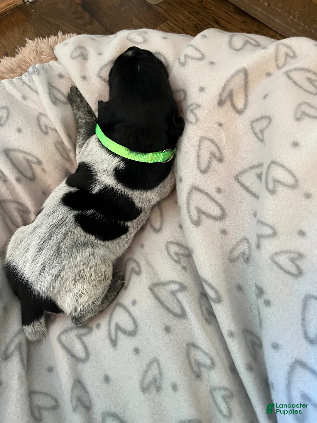 German Shorthaired Pointer dogs for sale: German Shorthaired Pointer Puppy 1 - Ad 1