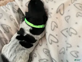 German Shorthaired Pointer dogs for sale: German Shorthaired Pointer Puppy 1 - Ad 2