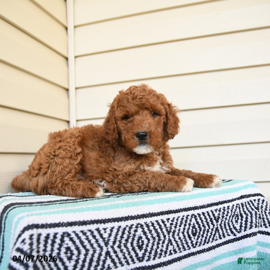 Goldendoodle dogs Eugene - Ad 2