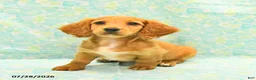 Dachshund dogs for sale: Coffee - Ad 2