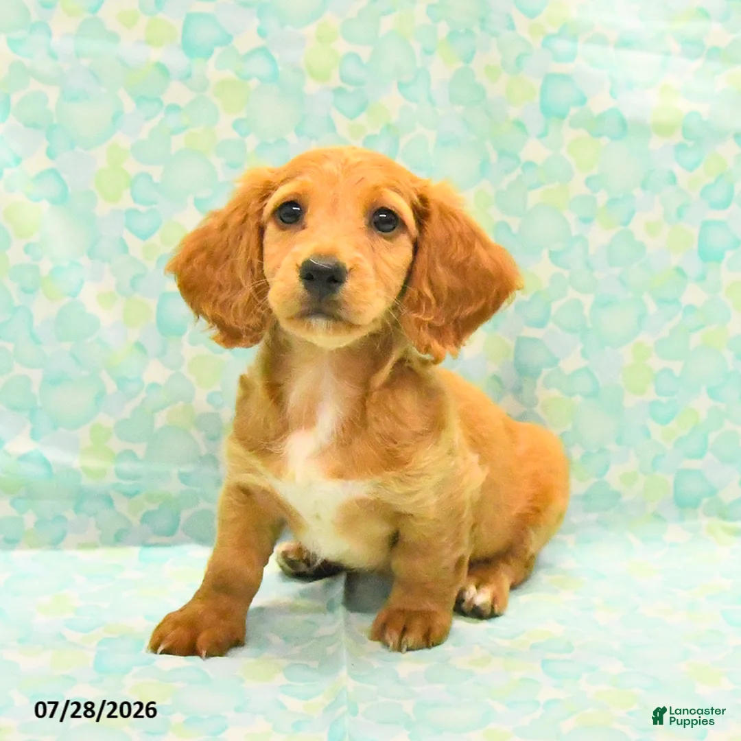Dachshund dogs for sale: Coffee - Ad 2