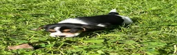 Beagle dogs for sale: Beagle 1 - Ad 7