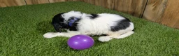 Cavalier King Charles Spaniel dogs for sale: Bessie Girl 2 - Ad 3