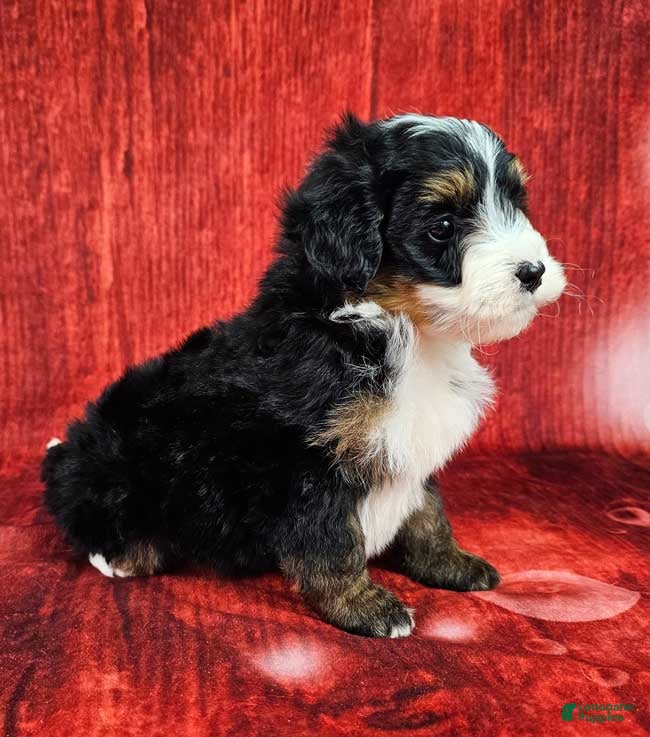 Mini Bernedoodle dogs Loki - Ad 2