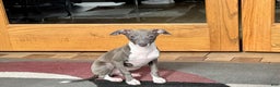 Italian Greyhound dogs for sale: Lila - Ad 14