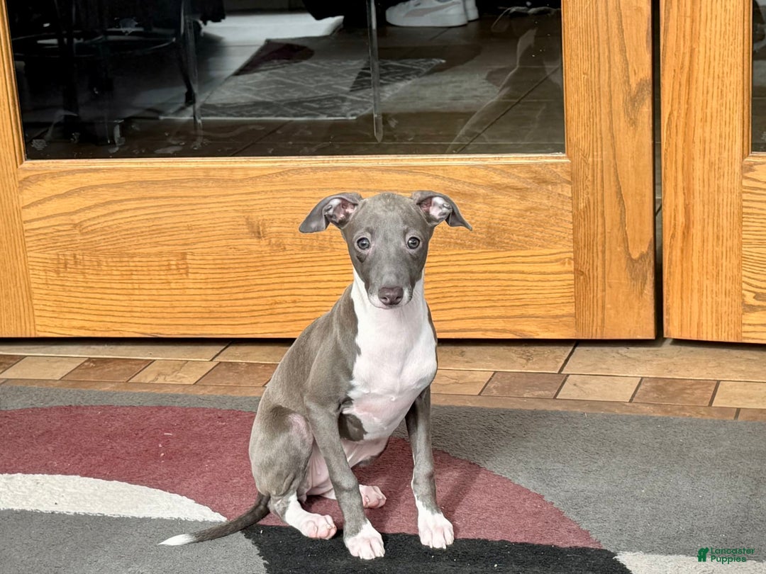 Italian Greyhound dogs for sale: Lila - Ad 14