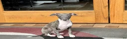 Italian Greyhound dogs for sale: Lila - Ad 5