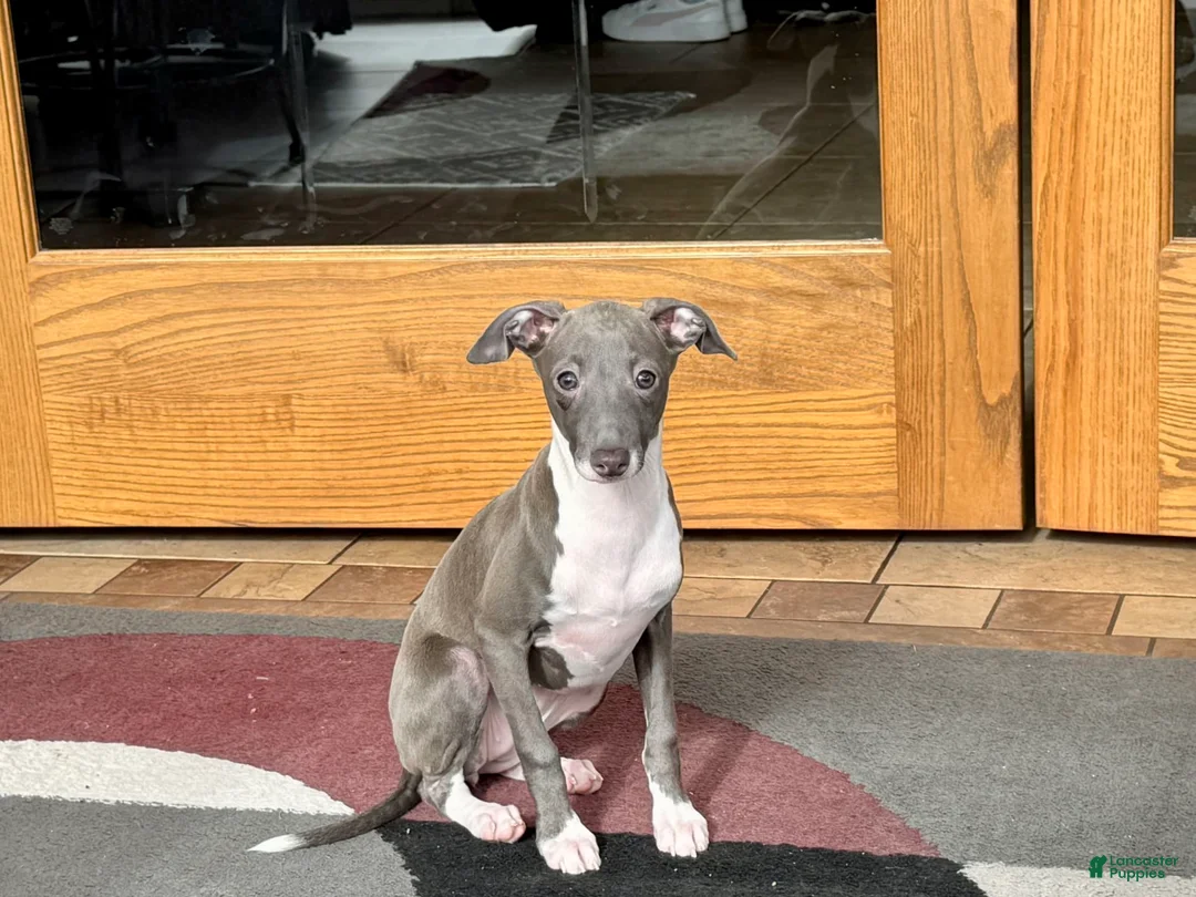 Italian Greyhound dogs for sale: Lila - Ad 5