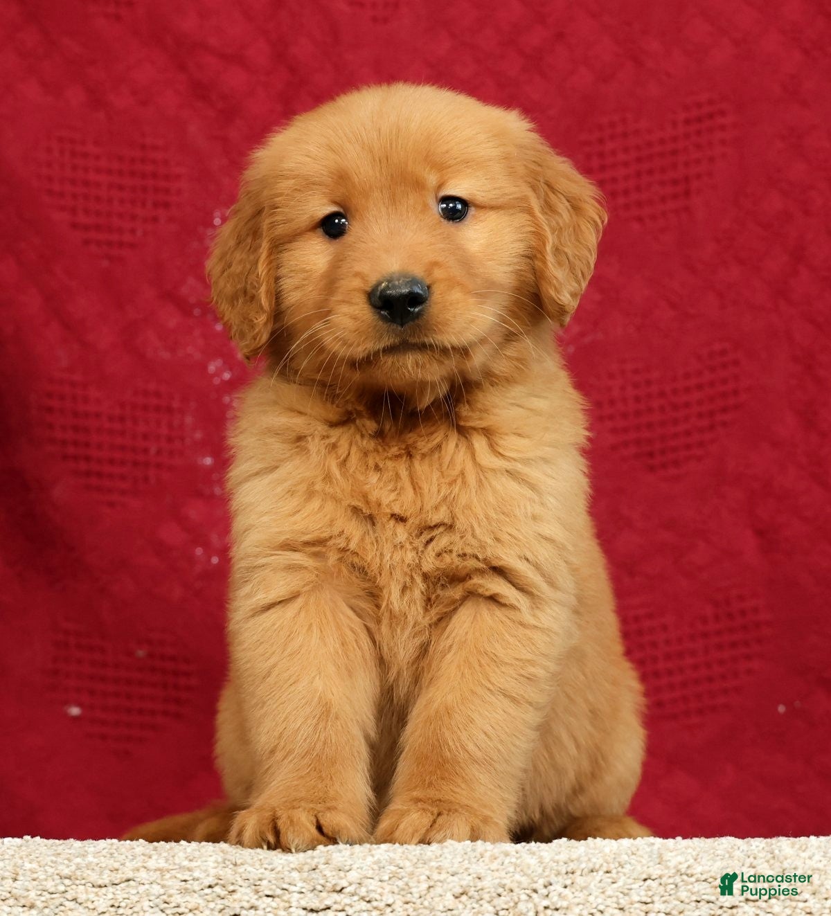 Golden Retriever dogs for sale: Marshall - Ad 1