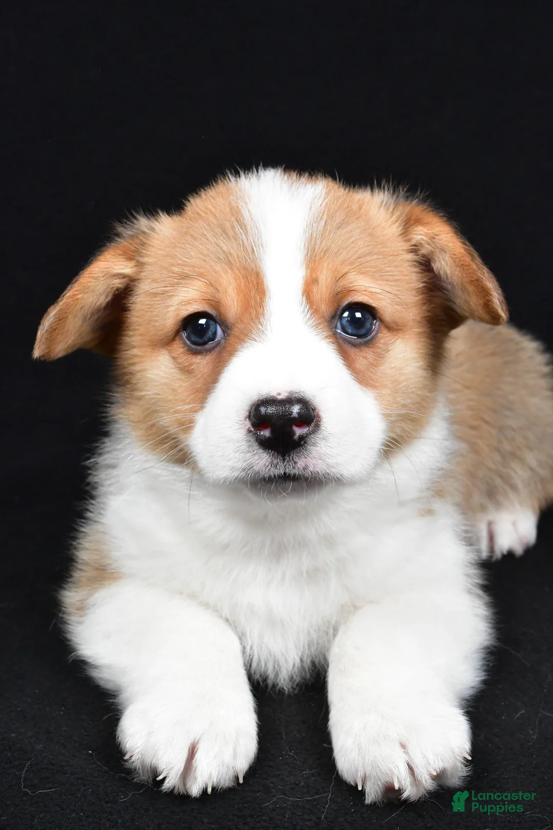 Welsh Corgi Pembroke dogs for sale: Clifford - Ad 7