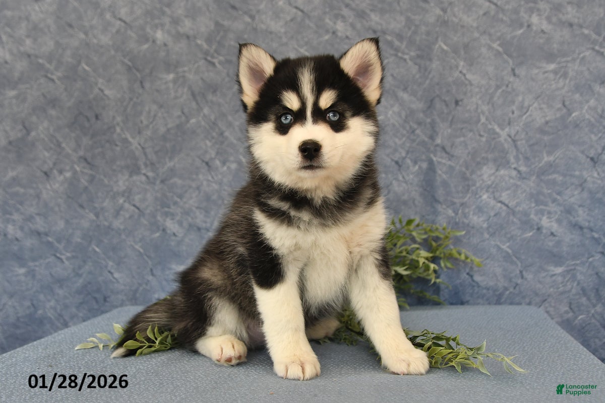 Pomsky dogs Adrian - Ad 3