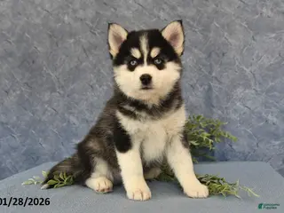 Pomsky dogs Adrian - Ad 3