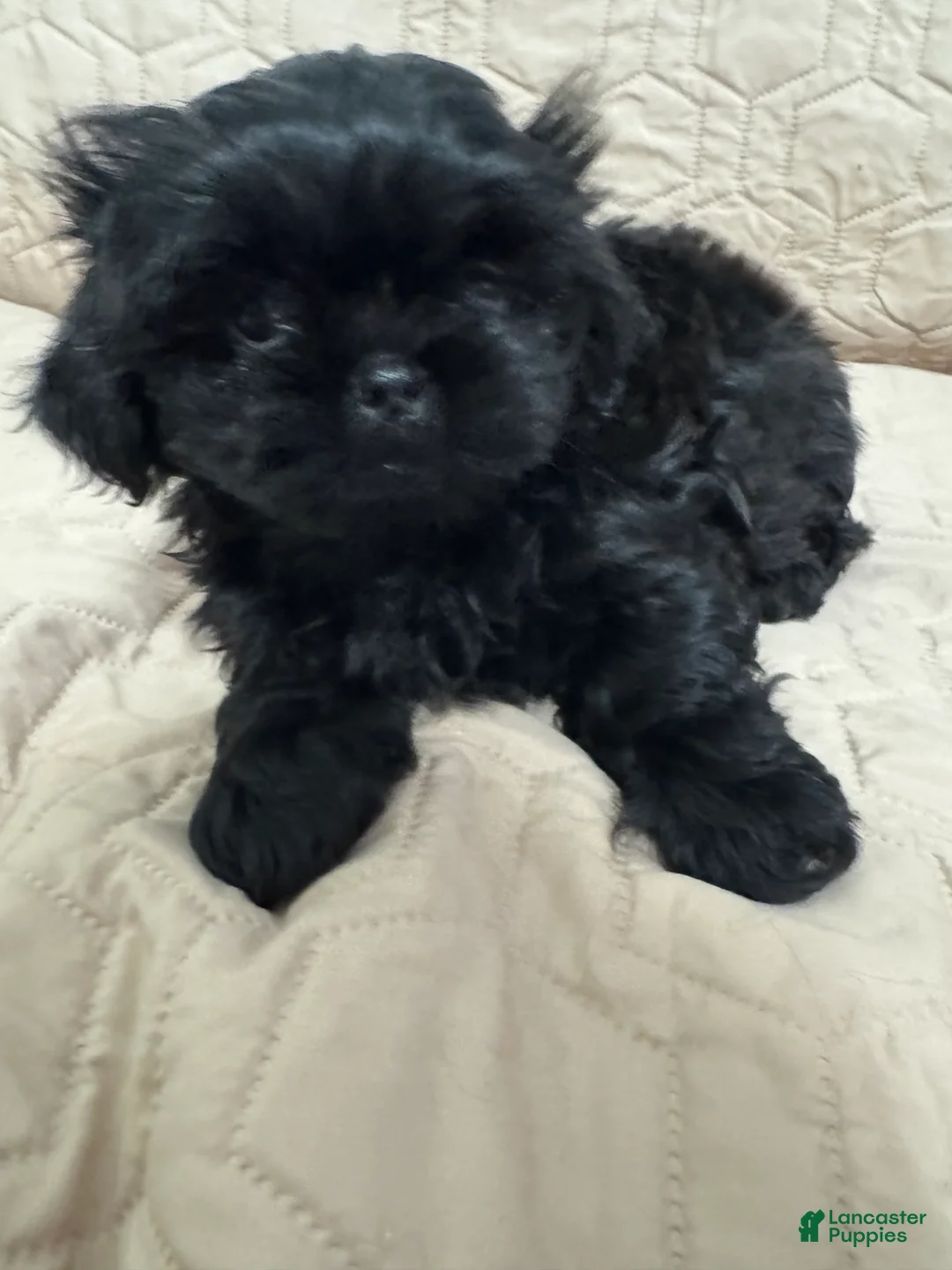 Shih Tzu dogs for sale: Shih Tzu 3 - Ad 1