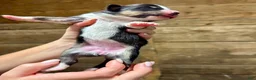 Australian Shepherd dogs for sale: Australian Shepherd 10 - Ad 3