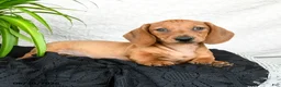 Miniature Dachshund dogs for sale: Woody - Ad 3