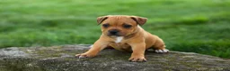Staffordshire Bull Terrier dogs for sale: Marley 🌸🐾 - Ad 11