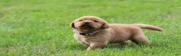 Labrador Retriever dogs for sale: Labrador Retriever 5 - Ad 6